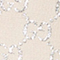 CREME/ SILBER