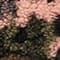 BLACK / LIGHT PINK / GREEN
