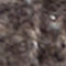 DARK ORANGE / CREAM / DARK GRAY
