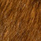 CAMEL / BROWN