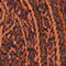 DARK RED / BROWN / ORANGE