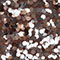 MARRON FONCÉ