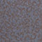 BLUE / DARK BROWN