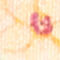 DARK YELLOW / PURPLE / PINK