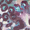 LILAS FONCÉ / ROSE CLAIR / VERT