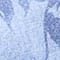 LICHTBLAUW / BLAUW