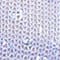 HELLBLAU / SILBER / WEISS