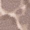 BEIGE / BRAUN