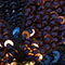 BLUE / BROWN / BLACK
