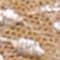 BEIGE / PLATINA