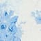 LIGHT BLUE / WHITE