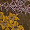 KHAKI / GOLD / OLIV