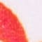 ROOD / PAARS / GEEL