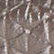 DONKERGRIJS / ZILVER