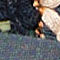 DONKERBLAUW / DONKERROOD / GROEN