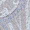 BLUE GRAY / SILVER