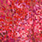 ROSE FUCHSIA / MARRON / LILAS