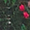 DONKERGROEN / VIEUX ROSE / FUCHSIA