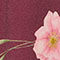 DONKERROOD / ROZE / GROEN