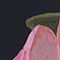 ZWART / ROZE / GROEN