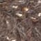 TAUPE/ WEISS/ HELLBLAU