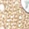 BEIGE/ GOLD