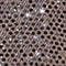 TAUPE/ SILBER