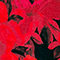 ROT/ SCHWARZ