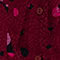 DUNKELROT/ FUCHSIA/ SCHWARZ