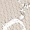 9151 GARDENIA-SILV/GARDEN