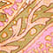 HELLORANGE/ PINK/ OLIV