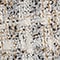 SCHWARZ/ WEISS/ BEIGE
