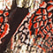 SCHWARZ/ ROT/ GOLD