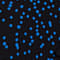 DUNKELBLAU/ BLAU