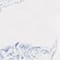 WEISS/ BLAU
