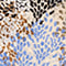 CREME/ BLAU/ OLIV