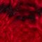 ROT/ SCHWARZ