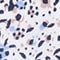 WEISS/ BLAU/ TAUPE