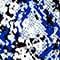 BLAU/ SCHWARZ/ WEISS