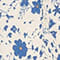 ECRU/ BLAU