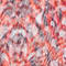 ROT/ SCHWARZ/ WEISS