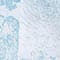 WEISS/ HELLBLAU