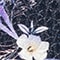 WEISS/ HELLLILA/ BLAU