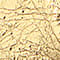 ORO-GOLD