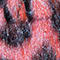 LACHS/ SCHWARZ