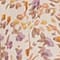CREME/ LILA