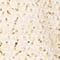 CREME/ GOLD