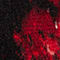 SCHWARZ/ ROT