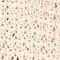 BEIGE/ GOLD
