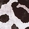 CREME/ SCHWARZ/ TAUPE